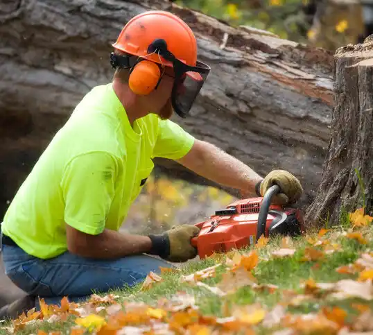 tree services Meadow Vale